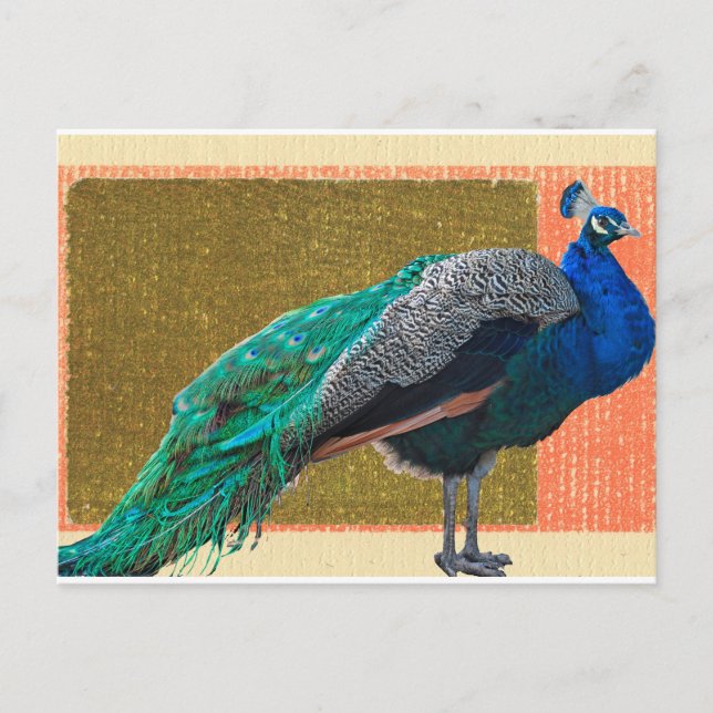 Peacock Postkarte (Vorderseite)