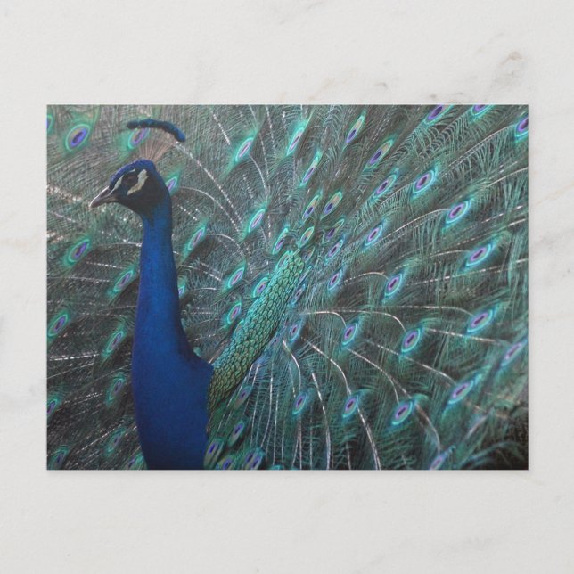 Peacock Postkarte (Vorderseite)