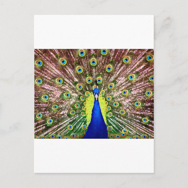 PEACOCK POSTKARTE (Vorderseite)