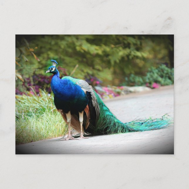 Peacock Postkarte (Vorderseite)
