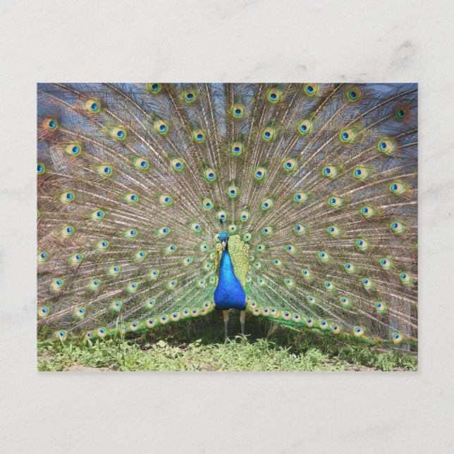 Peacock Postkarte (Vorderseite)
