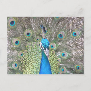 Peacock Postkarte