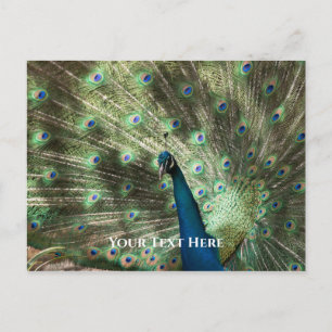Peacock Postkarte