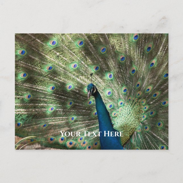 Peacock Postkarte (Vorderseite)