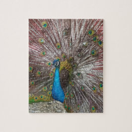 Peacock  puzzle
