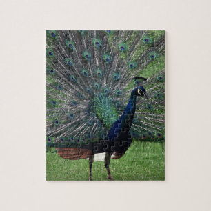 Peacock Puzzle