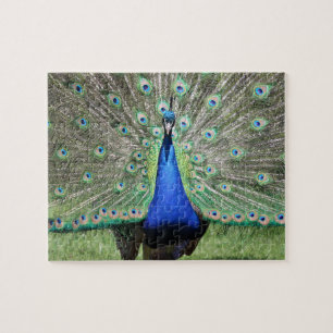 Peacock Puzzle