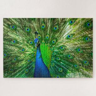 Peacock Puzzle