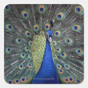 Peacock Quadratischer Aufkleber