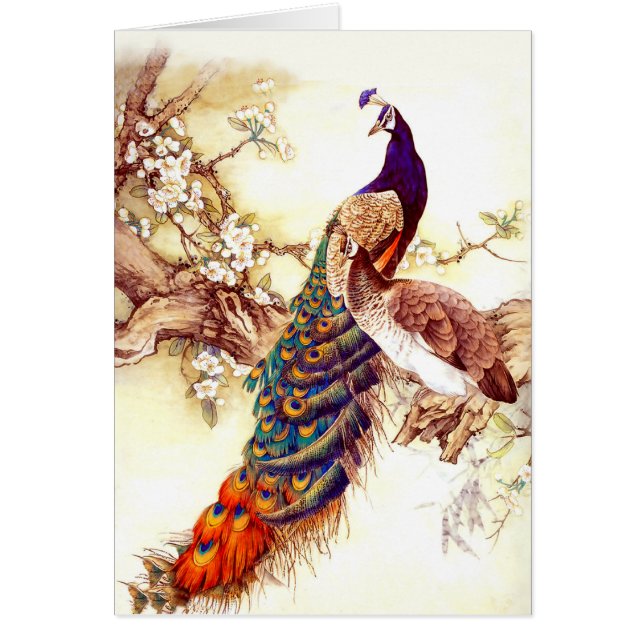 Peacock Royal (Vorne)