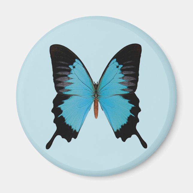 Peacock Royal Magnet (Vorne)