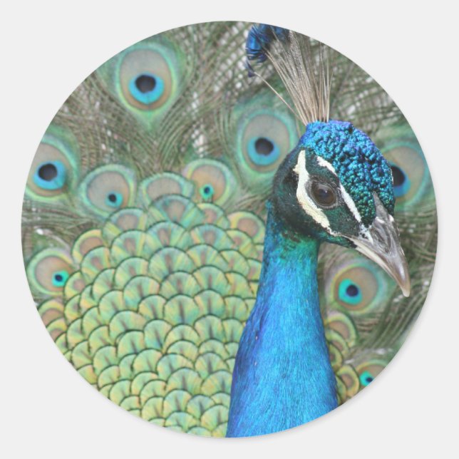 Peacock Runder Aufkleber (Vorderseite)