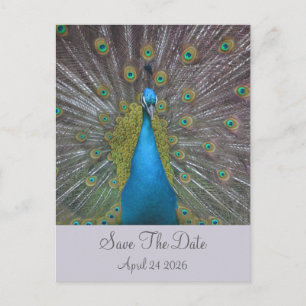 Peacock Save the Date Ankündigungspostkarte