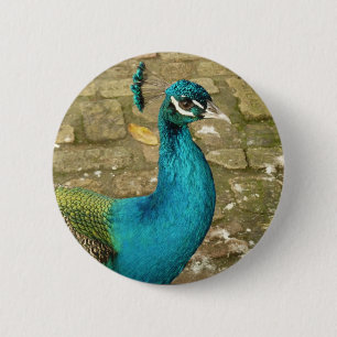Peacock Schöne Naturfotografie Button