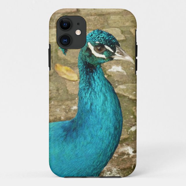 Peacock Schöne Naturfotografie Case-Mate iPhone Hülle (Rückseite)