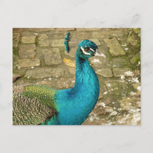 Peacock Schöne Naturfotografie Postkarte