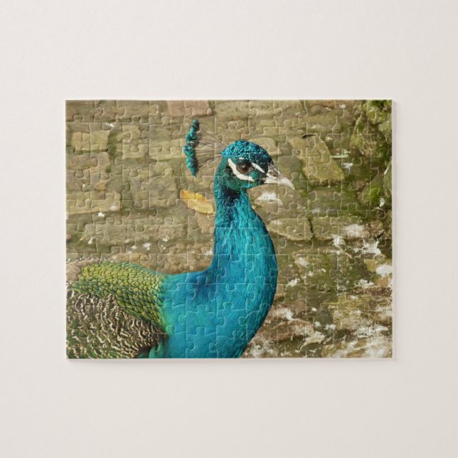 Peacock Schöne Naturfotografie Puzzle (Horizontal)