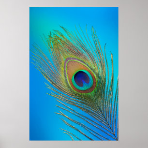 Peacock Schwanz Feather Poster