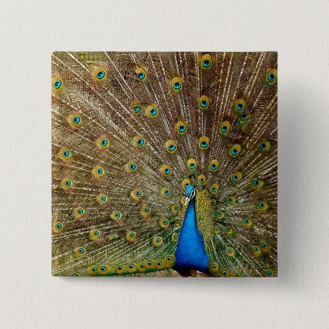 Peacock Schwanz Feathers Button (Vorderseite)