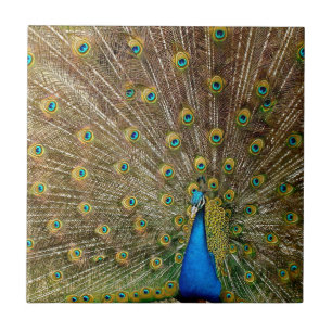 Peacock Schwanz Feathers Fliese