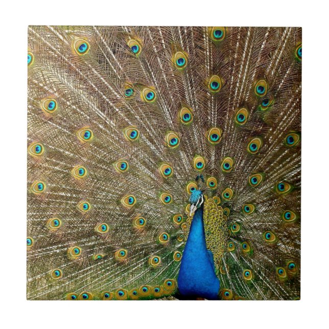 Peacock Schwanz Feathers Fliese (Vorderseite)