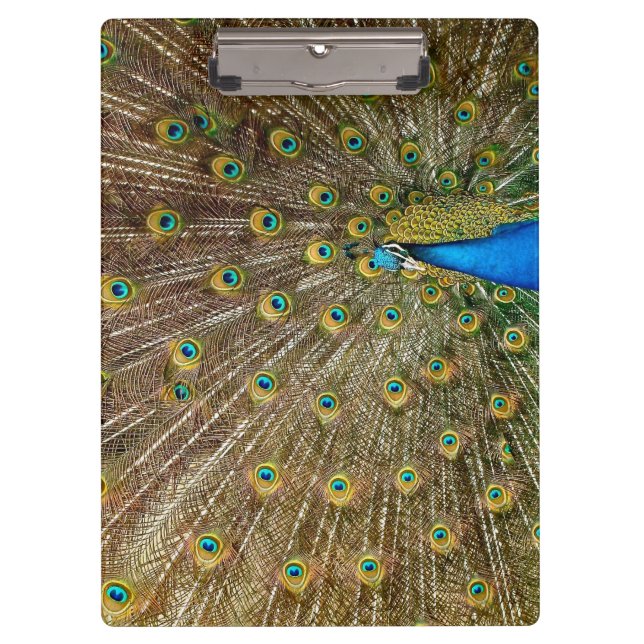 Peacock Schwanz Feathers Klemmbrett (Vorderseite)