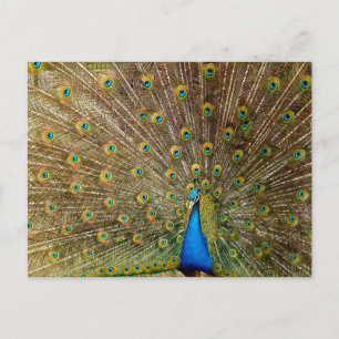 Peacock Schwanz Feathers Postkarte