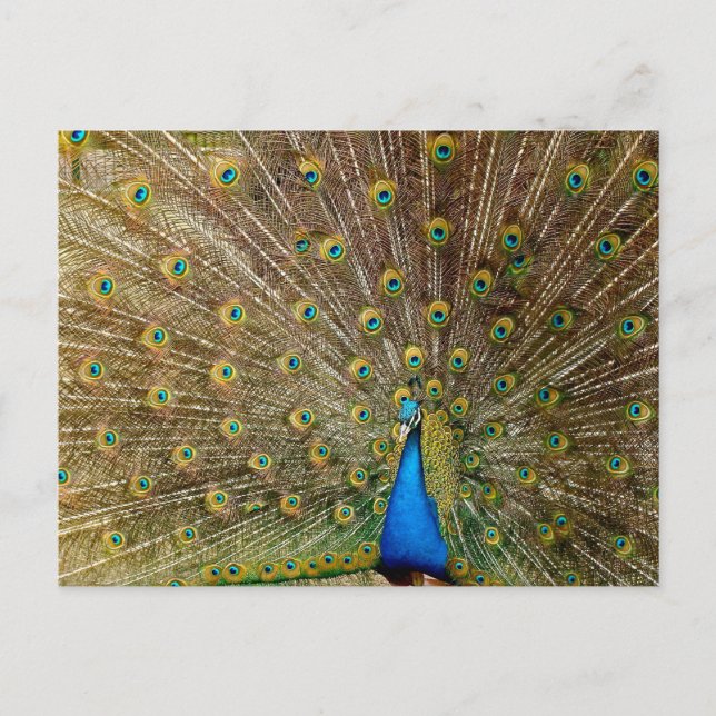 Peacock Schwanz Feathers Postkarte (Vorderseite)