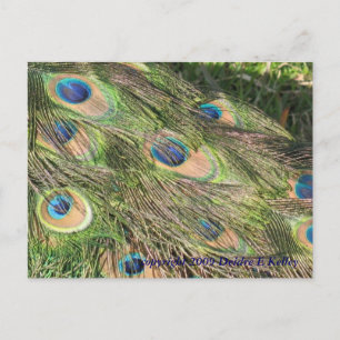 Peacock Schwanz Feathers Postkarte