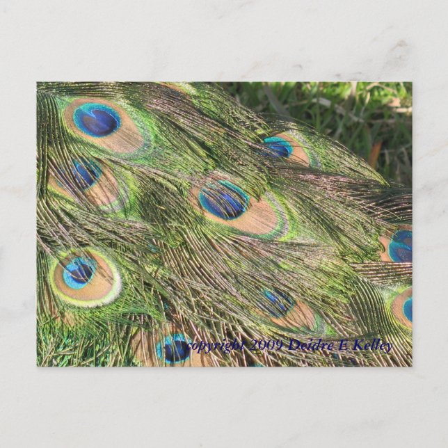 Peacock Schwanz Feathers Postkarte (Vorderseite)