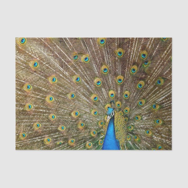 Peacock Schwanz Feathers Seidenpapier (Vorderseite)