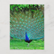 Peacock Slight