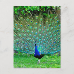 Peacock Slight Postkarte