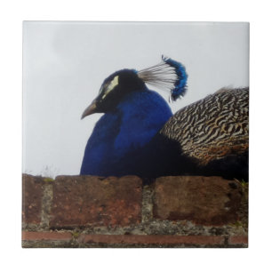 Peacock Small (4,25" x 4,25") Keramik Foto Tile Fliese