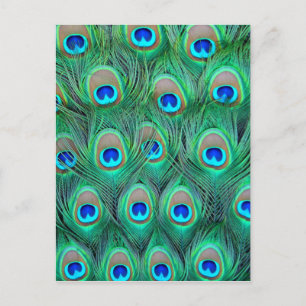 Peacock Splendor Postkarte