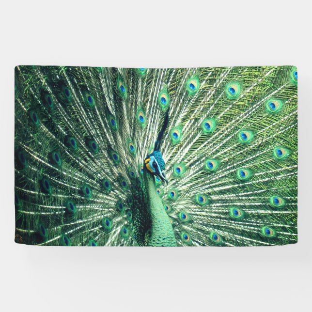 Peacock Strut Banner (Horizontal)