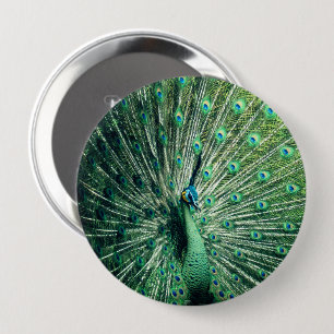 Peacock Strut Button