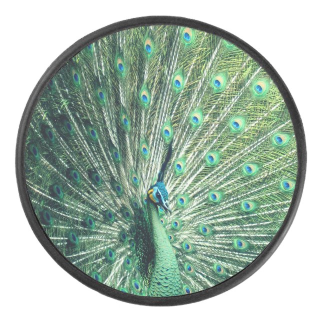 Peacock Strut Eishockey Puck (Vorderseite)
