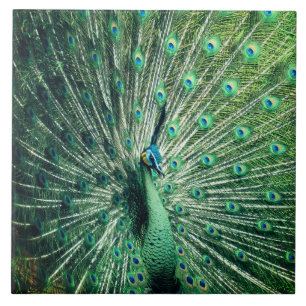 Peacock Strut Fliese