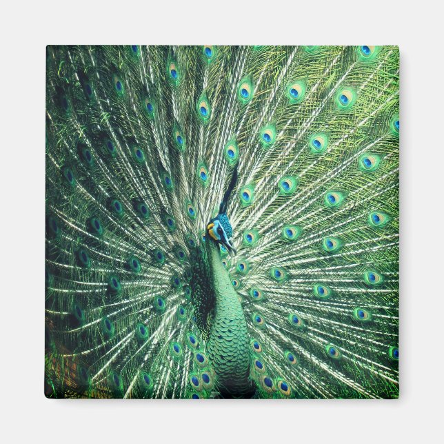 Peacock Strut Magnet (Vorne)