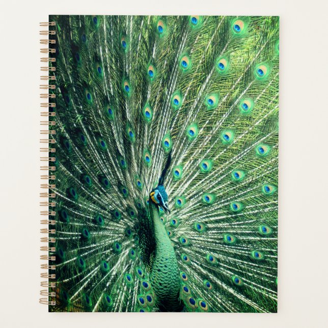 Peacock Strut Planer (Vorderseite)