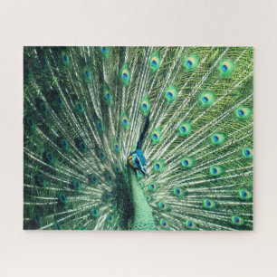 Peacock Strut Puzzle