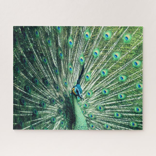 Peacock Strut Puzzle (Horizontal)