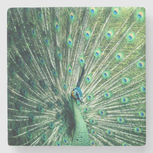 Peacock Strut Steinuntersetzer