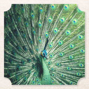 Peacock Strut Untersetzer