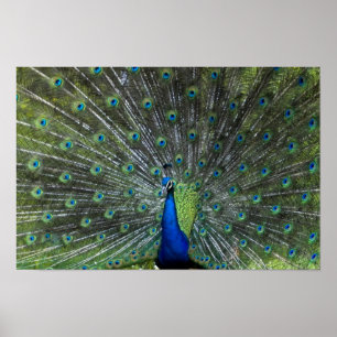 Peacock Strutting Poster