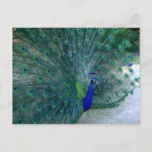 Peacock Tance Postkarte