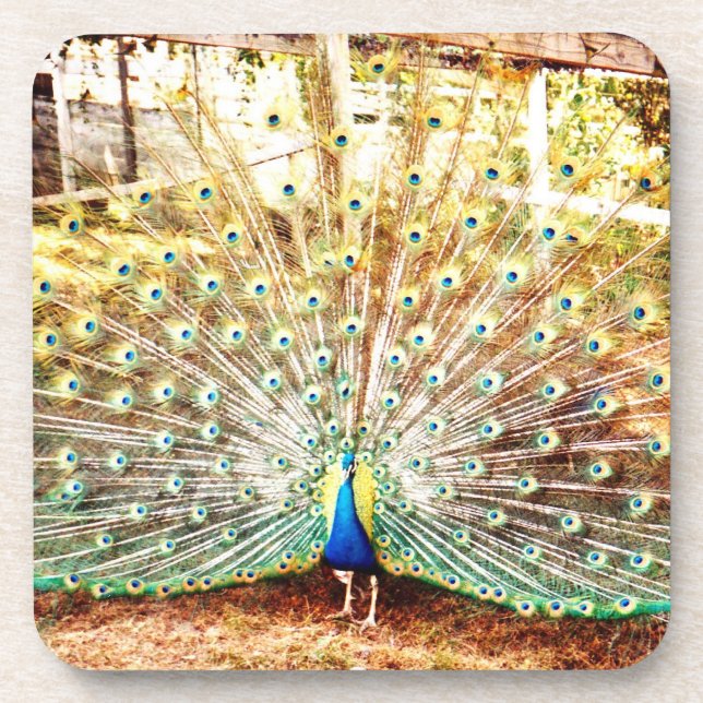 Peacock-Untersetzer Untersetzer (Vorderseite)