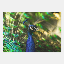 Peacock wrapping paper geschenkpapier set