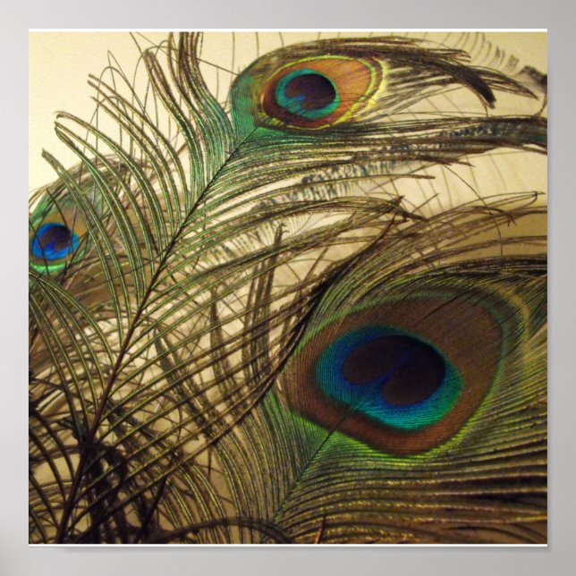 Peacocks feathers poster (Vorne)